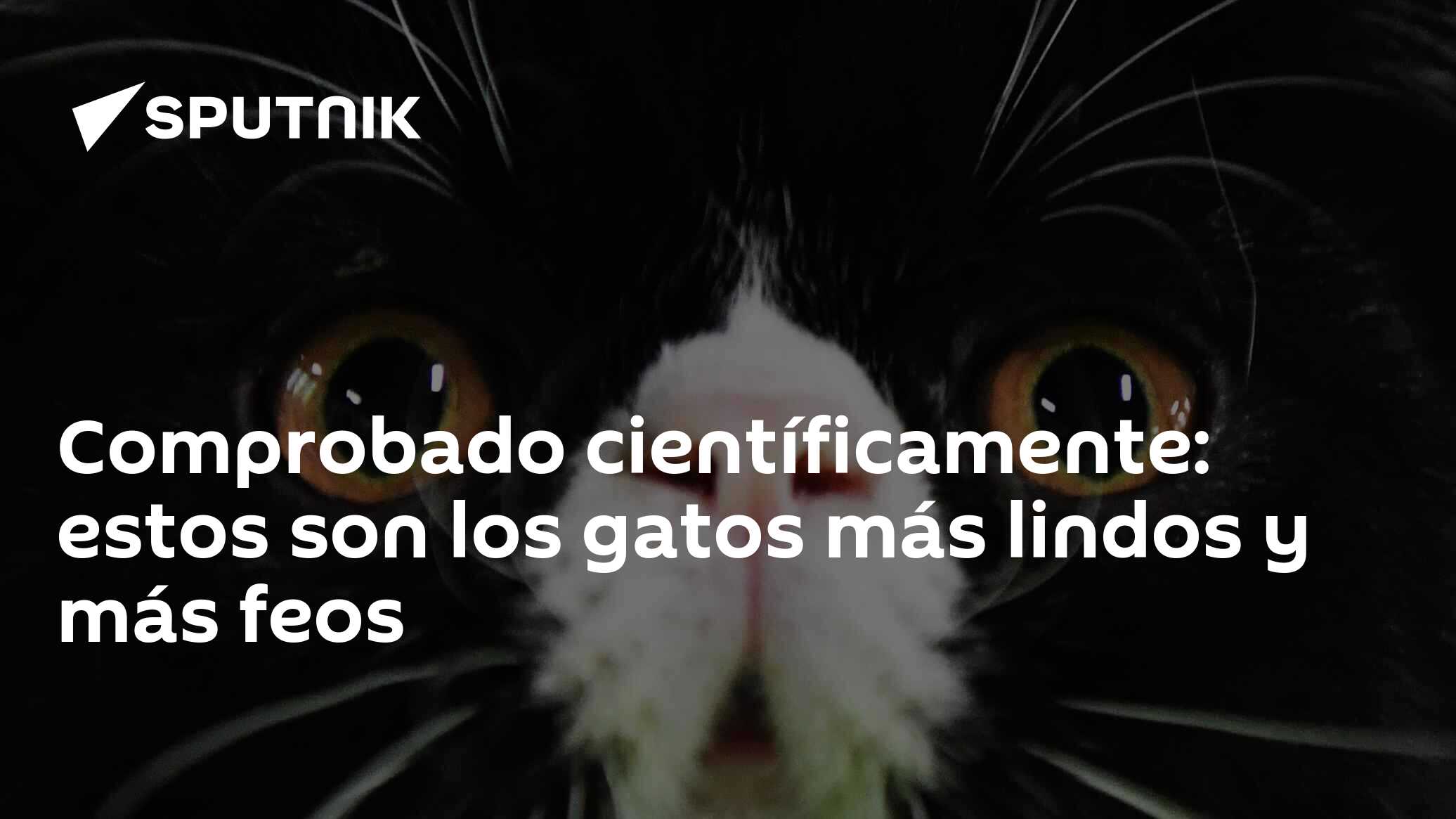 Comprobado científicamente: estos son los gatos más lindos y más feos ...