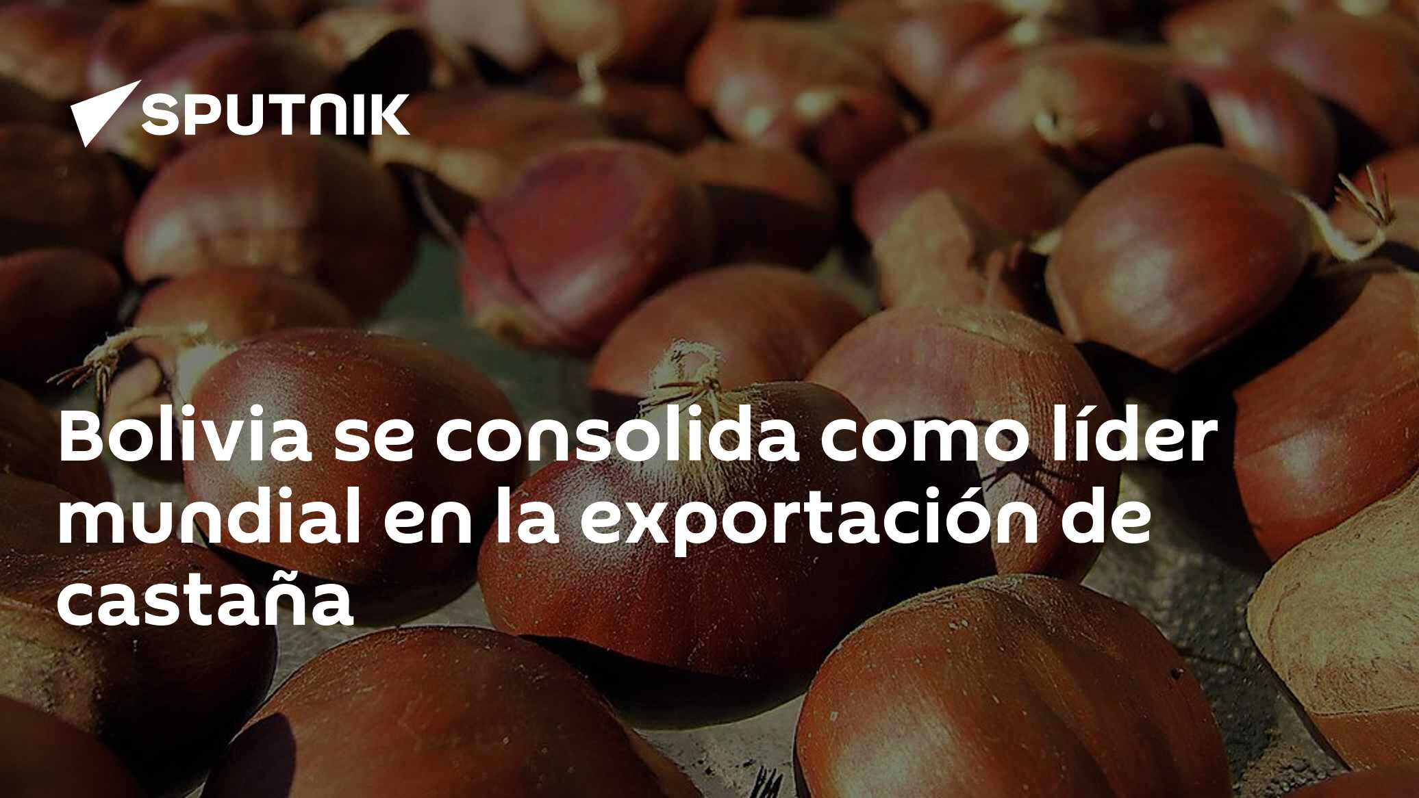 Bolivia se consolida como líder mundial en la exportación de castaña ...