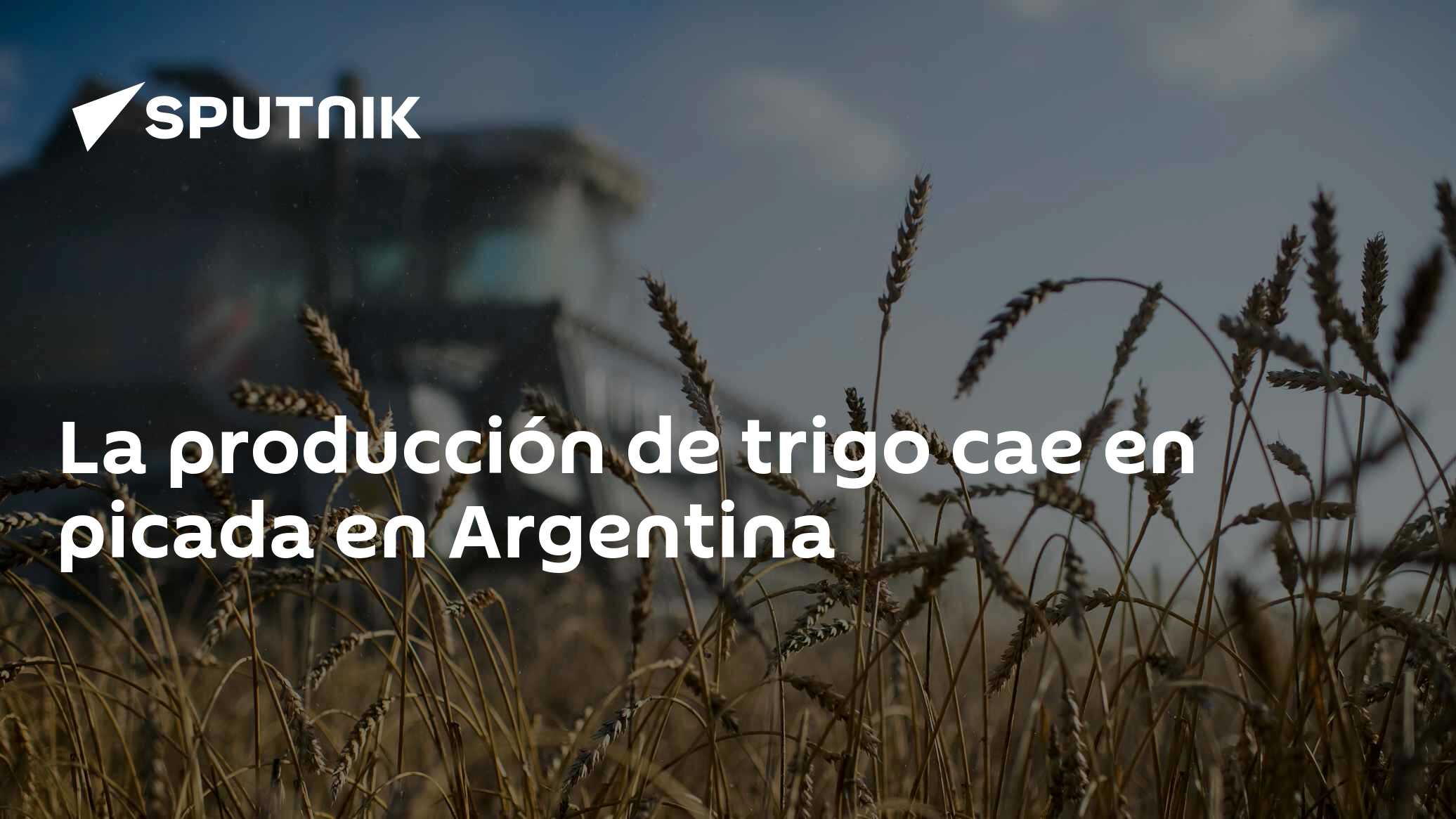 La producción de trigo cae en picada en Argentina - 12.11.2022, Sputnik ...