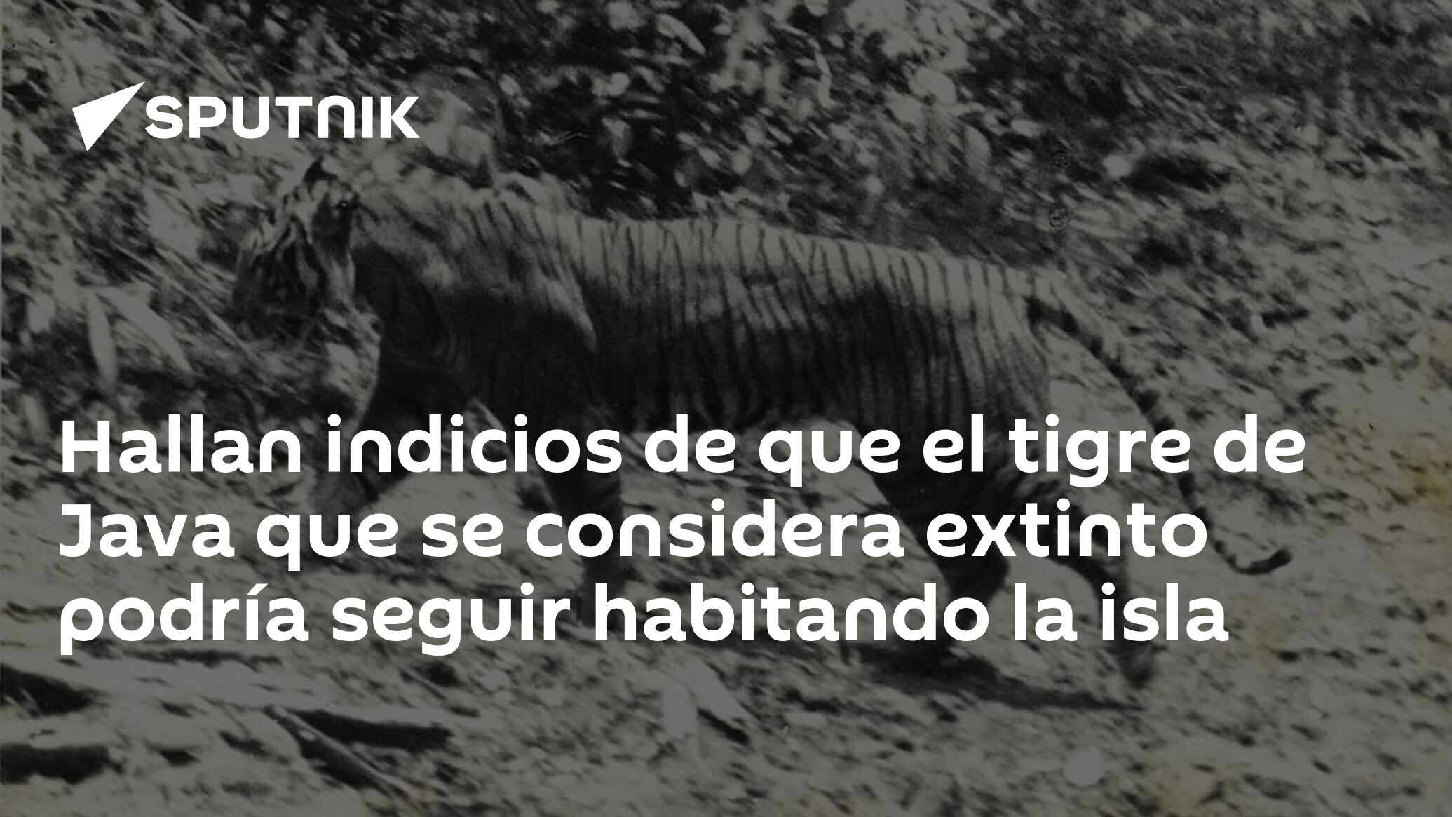 Hallan indicios de que el tigre de Java que se considera extinto podría