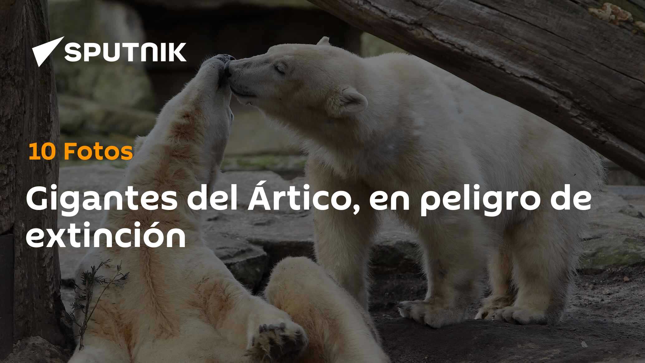 Imagen del artículo: Gigantes del Ártico, en peligro de extinción