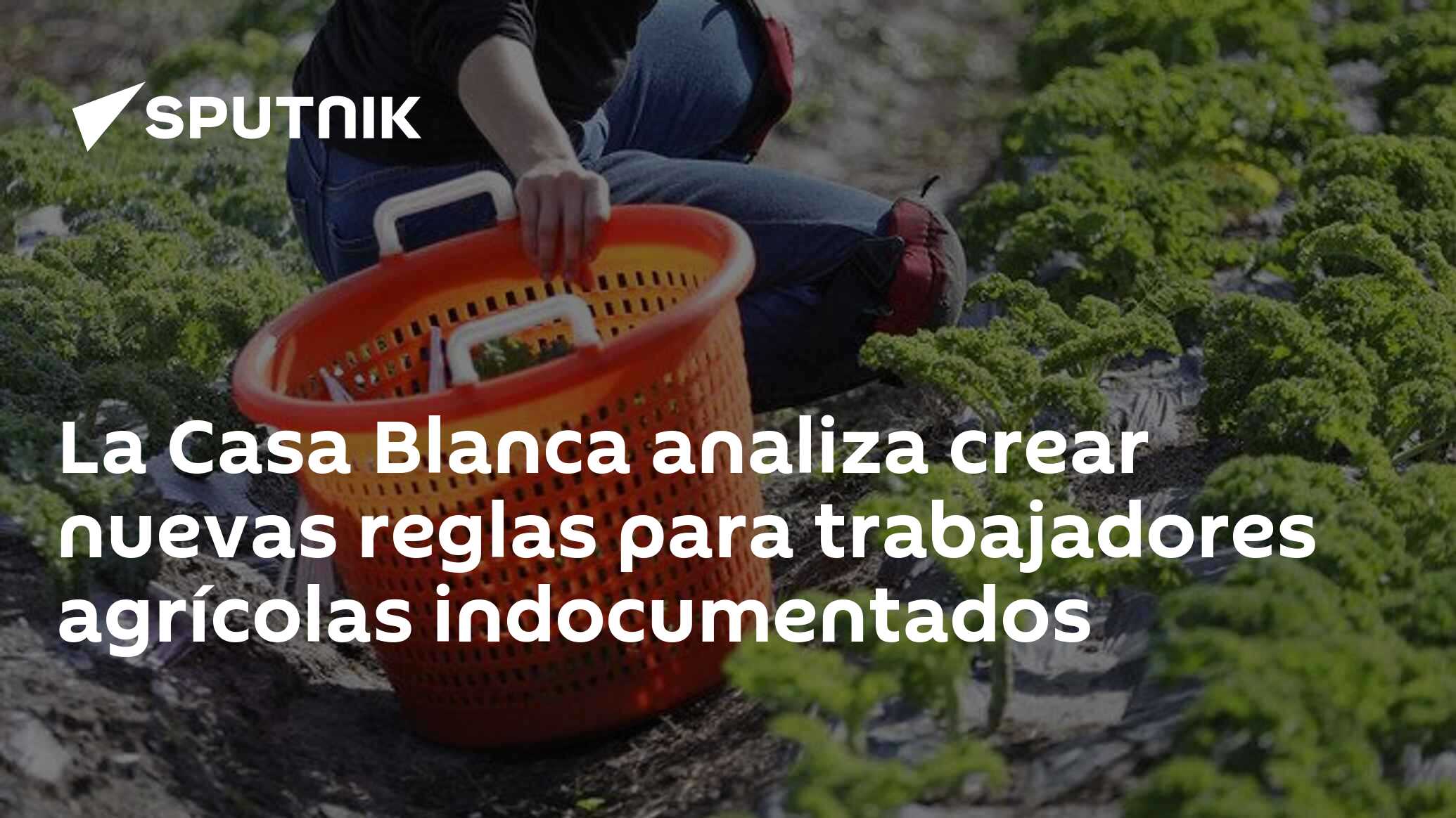 Imagen del artículo: La Casa Blanca analiza crear nuevas reglas para trabajadores agrícolas indocumentados