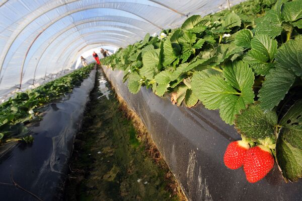 ¿Cárcel de oro? Más de 7.000 marroquíes continúan atrapadas en España  - Sputnik Mundo