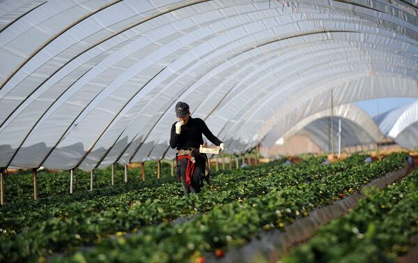 ¿Cárcel de oro? Más de 7.000 marroquíes continúan atrapadas en España  - Sputnik Mundo