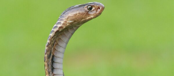 Una cobra (archivo) - Sputnik Mundo