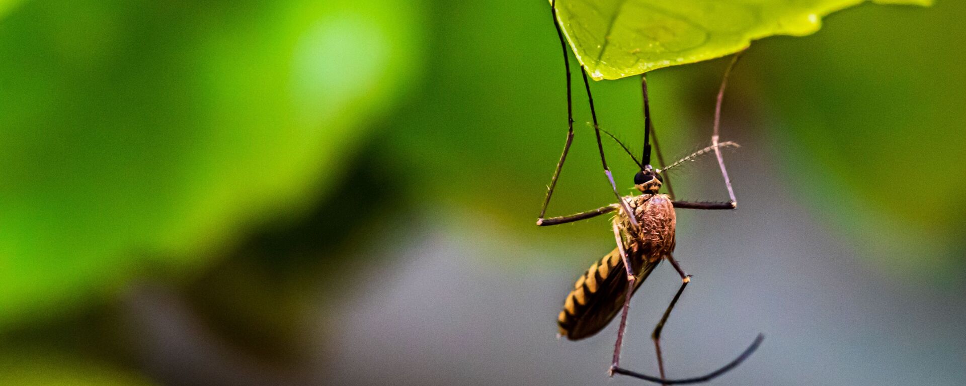 Un mosquito (imagen referencial)  - Sputnik Mundo, 1920, 31.08.2023