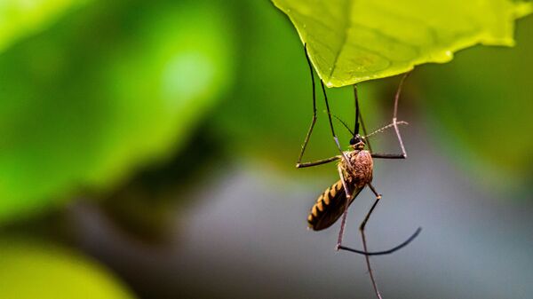 Un mosquito (imagen referencial) - Sputnik Mundo