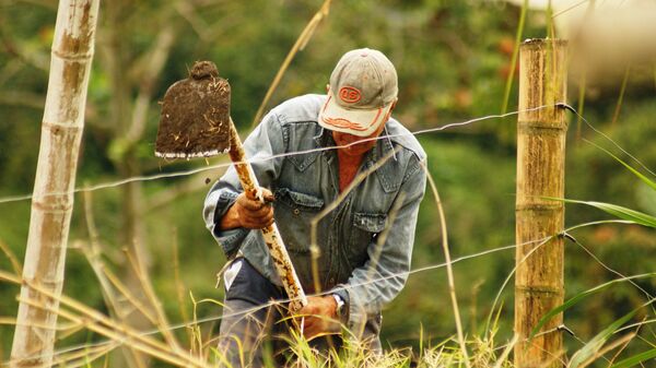 Un campesino (imagen referencial) - Sputnik Mundo