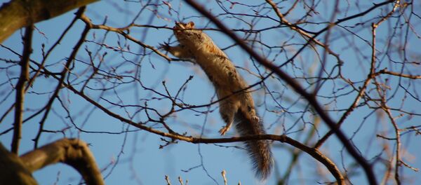 Una ardilla voladora - Sputnik Mundo