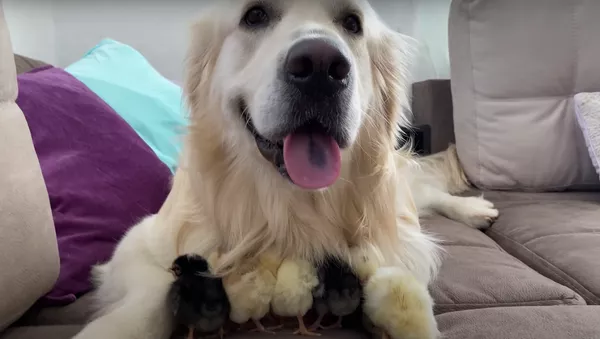 ¡Qué monos! Estos pollitos creen que un golden retriever es su madre - Sputnik Mundo