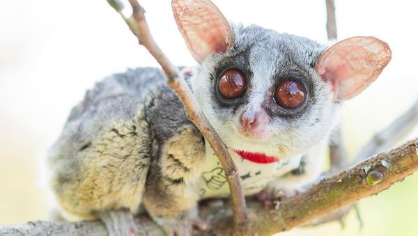 El galago Pizzatoru - Sputnik Mundo