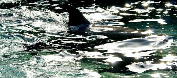 Un tiburón en el agua, referencial - Sputnik Mundo