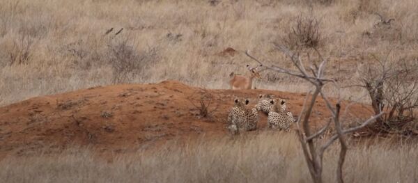 Un impala camina directo a las fauces de tres guepardos… y la naturaleza no lo perdona  - Sputnik Mundo