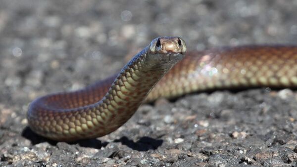 Una serpiete marrón - Sputnik Mundo