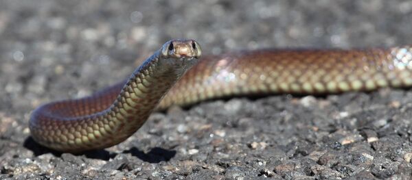 Una serpiete marrón - Sputnik Mundo