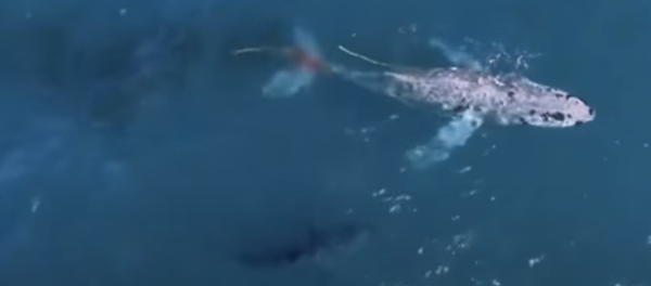 Un gran tiburón blanco vs una ballena jorobada: ¿quién gana la batalla? - Sputnik Mundo