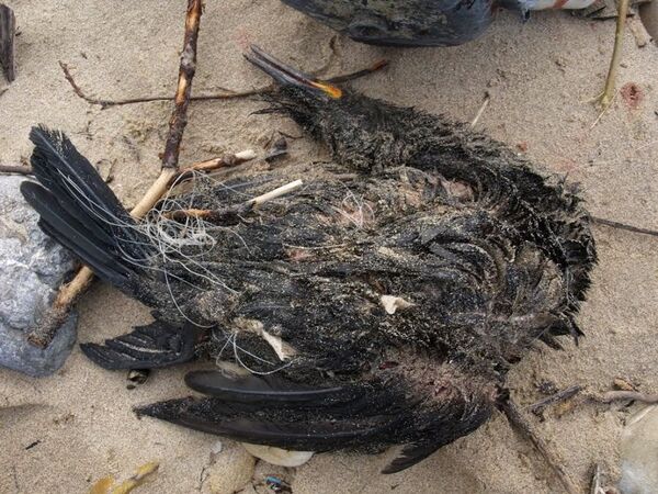 Bandera Negra por deterioro ambiental: las playas más contaminadas de España - Sputnik Mundo