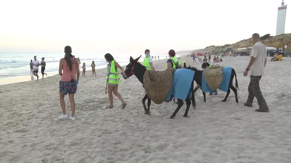 'Burros limpiacostas': los nuevos voluntarios que luchan contra el plástico en las playas de España 'Burros limpiacostas': los nuevos voluntarios que luchan contra el plástico en las playas de España