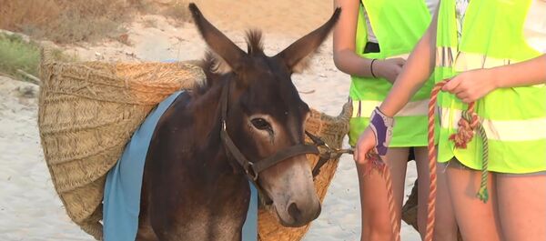 Los burros limpiacostas ayudan a los voluntarios a limpiar el plástico de las playas en España - Sputnik Mundo