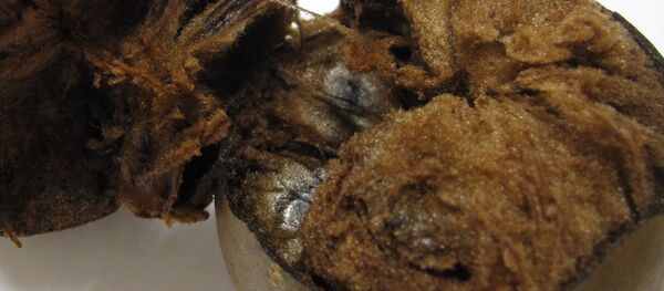 La fruta del monje - Sputnik Mundo