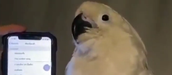 Una cacatúa con un teléfono - Sputnik Mundo