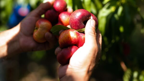 Un temporero recolecta frutos en la temporada de verano en Fraga (España) - Sputnik Mundo