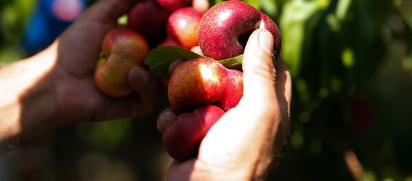Un temporero recolecta frutos en la temporada de verano en Fraga (España) - Sputnik Mundo