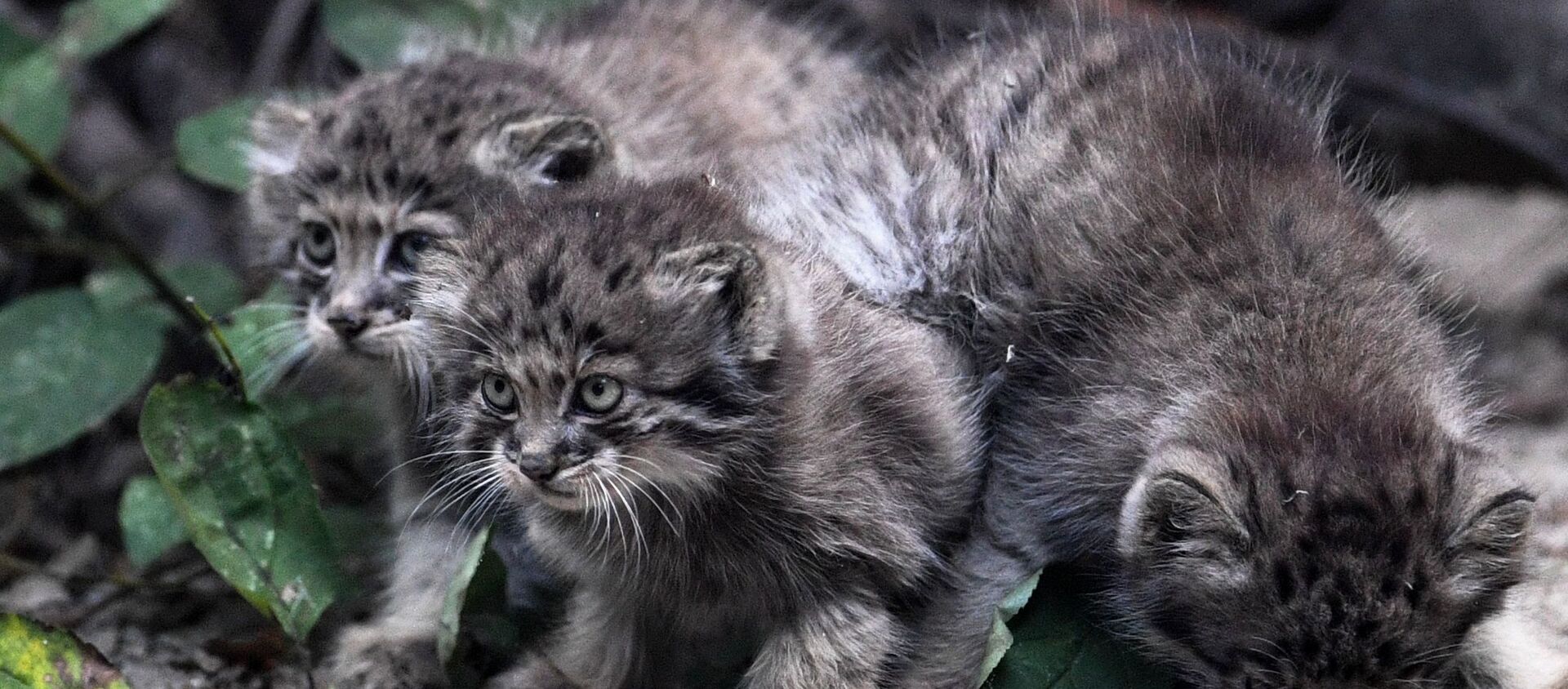 Tres manules del zoo de Novosibirsk, Rusia - Sputnik Mundo, 1920, 21.07.2020