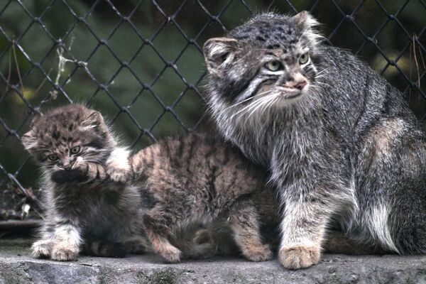 Los 16 gatitos más peludos del mundo nacen en Rusia a la vez - Sputnik Mundo