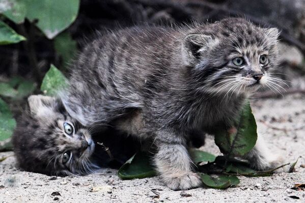 Los 16 gatitos más peludos del mundo nacen en Rusia a la vez - Sputnik Mundo