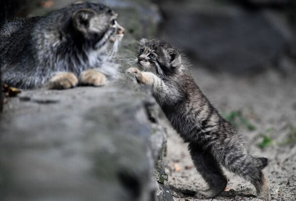 Los 16 gatitos más peludos del mundo nacen en Rusia a la vez - Sputnik Mundo