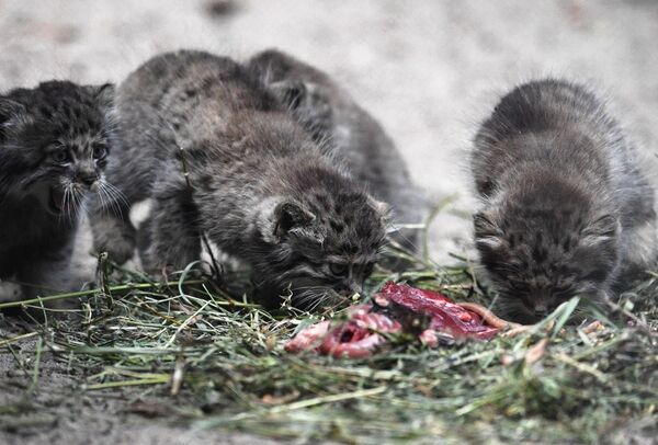 Los 16 gatitos más peludos del mundo nacen en Rusia a la vez - Sputnik Mundo