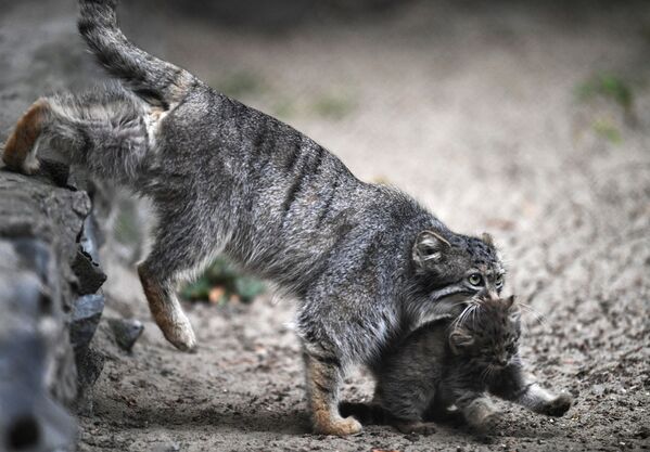 Los 16 gatitos más peludos del mundo nacen en Rusia a la vez - Sputnik Mundo