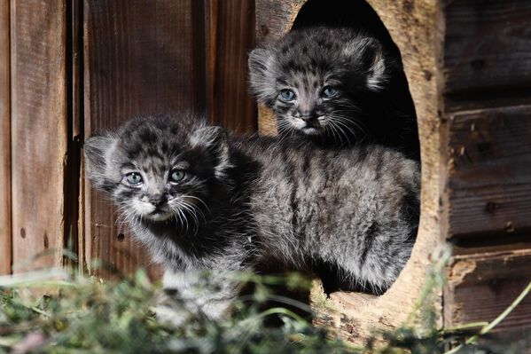 Los 16 gatitos más peludos del mundo nacen en Rusia a la vez - Sputnik Mundo