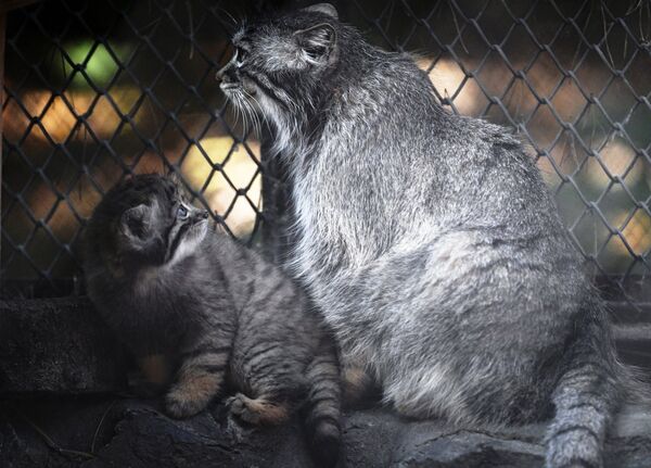 Los 16 gatitos más peludos del mundo nacen en Rusia a la vez - Sputnik Mundo