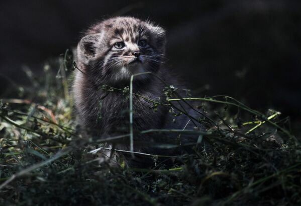 Los 16 gatitos más peludos del mundo nacen en Rusia a la vez - Sputnik Mundo