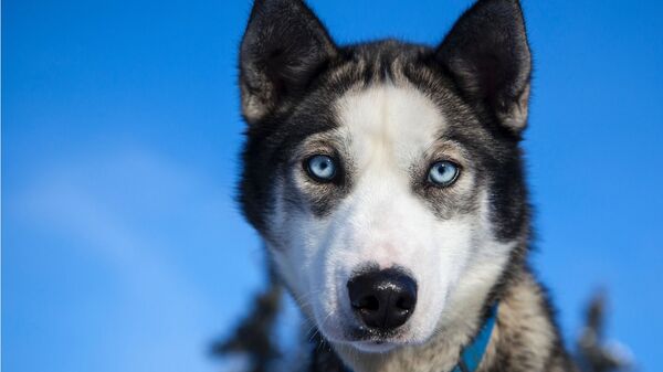 Husky siberiano - Sputnik Mundo