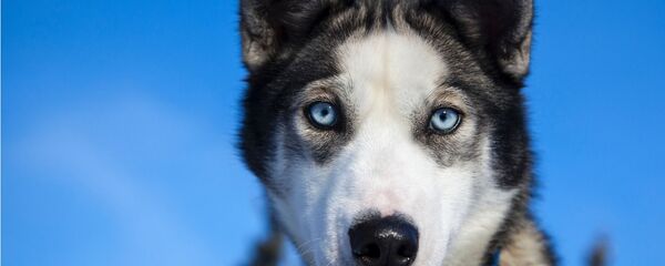 Husky siberiano - Sputnik Mundo