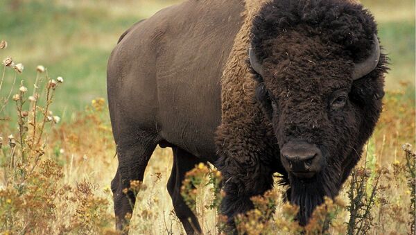 Lo que está muerto no puede morir: esta mujer logra engañar a un furioso bisonte - Sputnik Mundo