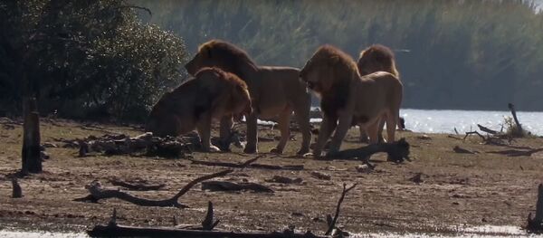 Al estilo de la mafia: unos leones atacan ferozmente a otro león que violó sus fronteras - Sputnik Mundo