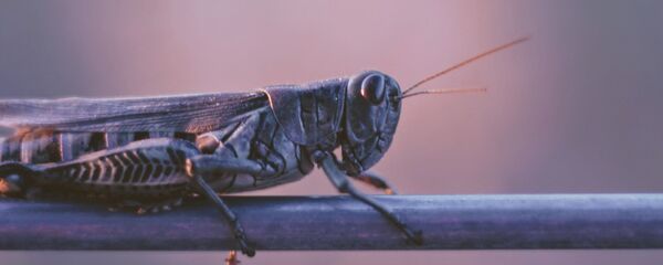 Una langosta, imagen referencial - Sputnik Mundo