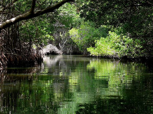 Manglar en La Restinga, Venezuela - Sputnik Mundo