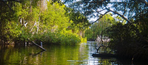 Manglar del Parque Nacional Morrocoy, Falcón, Venezuela - Sputnik Mundo