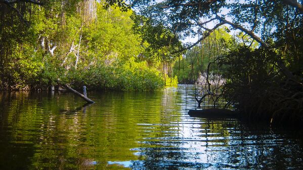 Manglar del Parque Nacional Morrocoy, Falcón, Venezuela - Sputnik Mundo