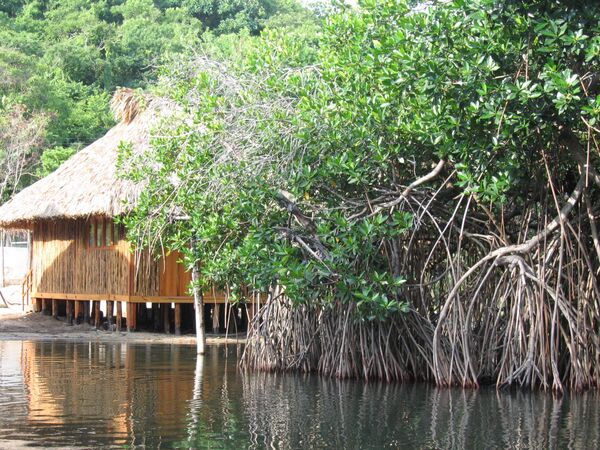 Manglar en Chacahua, Oaxaca, México - Sputnik Mundo