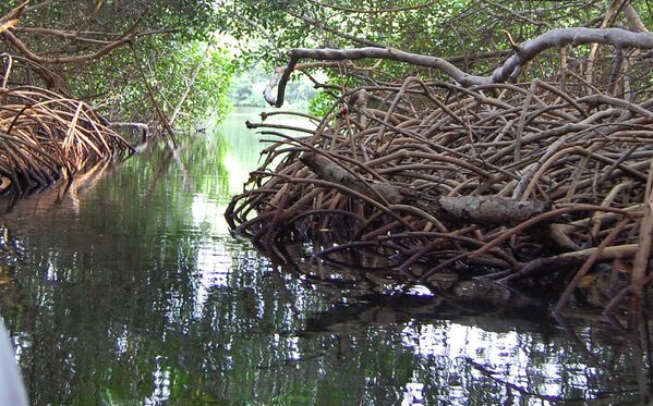 Manglar en Cartagena de Indias, Colombia - Sputnik Mundo