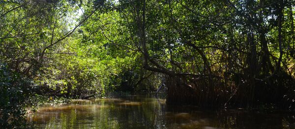 Manglar Reserva de la Biosfera Pantanos de Centla, México. - Sputnik Mundo