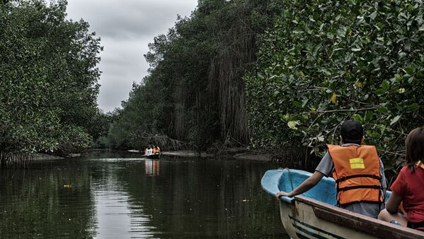 Manglares de Tumbes, Perú. Manglares de Tumbes, Perú. - Sputnik Mundo