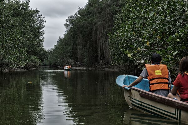 Manglares de Tumbes, Perú. - Sputnik Mundo