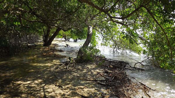 Manglar Isla Múcura, Colombia. - Sputnik Mundo